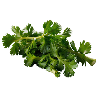 Cilantro wallpaper