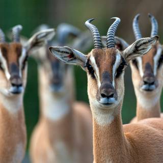 Antelopes wallpaper