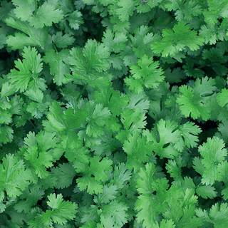 Cilantro wallpaper
