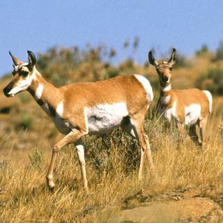 Antelopes wallpaper