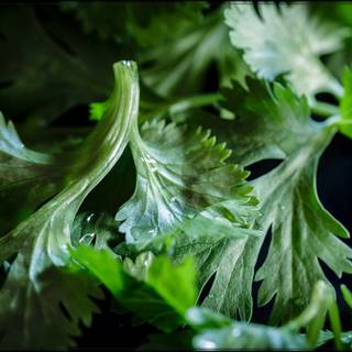 Cilantro wallpaper