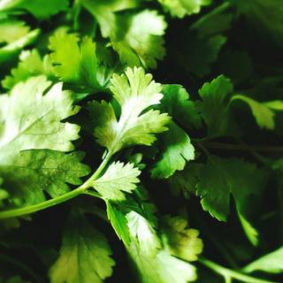 Cilantro wallpaper