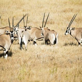 Antelopes wallpaper