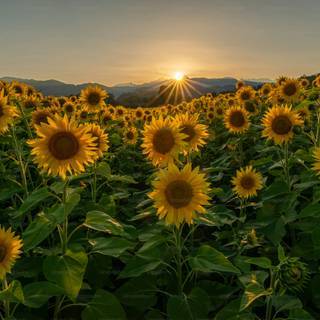 Sunflower laptop wallpaper