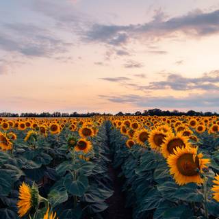 Sunflower laptop wallpaper