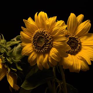 Sunflower laptop wallpaper