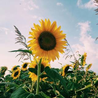 Sunflower laptop wallpaper