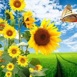 Sunflower laptop wallpaper