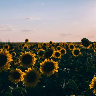 Sunflower laptop wallpaper