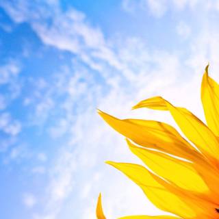 Sunflower laptop wallpaper