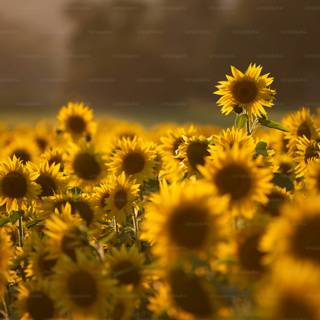 Sunflower laptop wallpaper