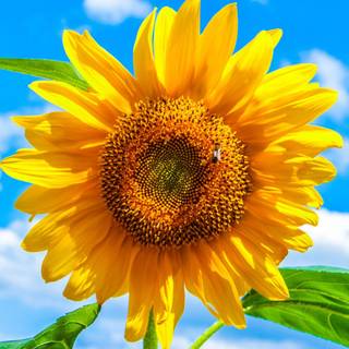 Sunflower laptop wallpaper