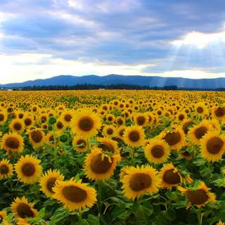 Sunflower laptop wallpaper