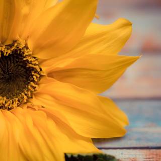 Sunflower laptop wallpaper