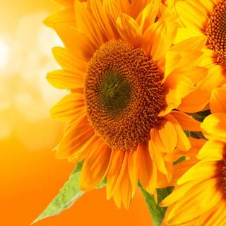 Sunflower laptop wallpaper