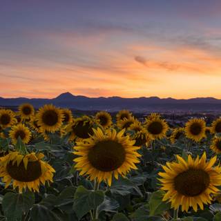 Sunflower laptop wallpaper