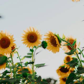Sunflower laptop wallpaper