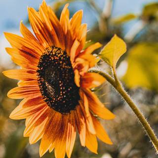 Sunflower laptop wallpaper