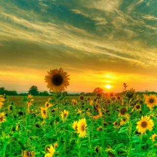 Sunflower laptop wallpaper