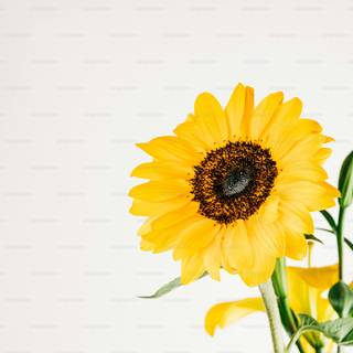 Sunflower laptop wallpaper