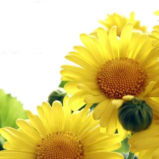 Sunflower laptop wallpaper