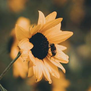 Sunflower laptop wallpaper