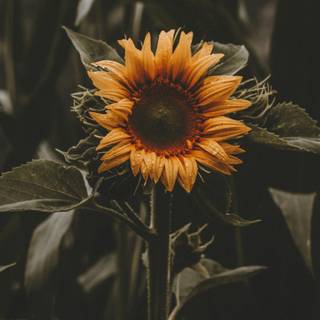 Sunflower laptop wallpaper