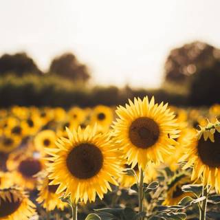 Sunflower laptop wallpaper