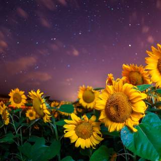 Sunflower laptop wallpaper