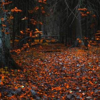Autumn forest 4k phone wallpaper
