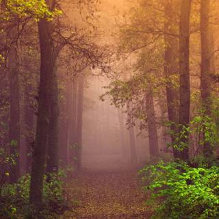 Autumn forest 4k phone wallpaper