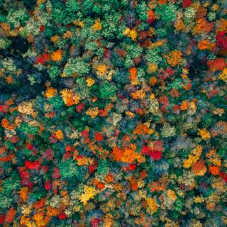Autumn forest 4k phone wallpaper