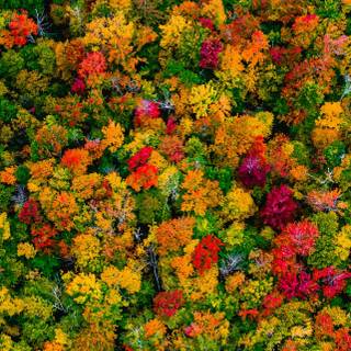 Autumn forest 4k phone wallpaper