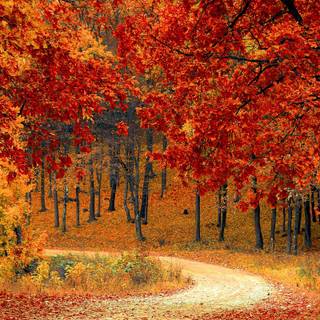 Autumn forest 4k phone wallpaper