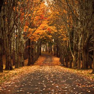 3000x2000 autumn wallpaper