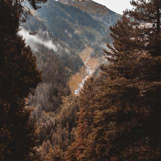 Autumn forest 4k phone wallpaper