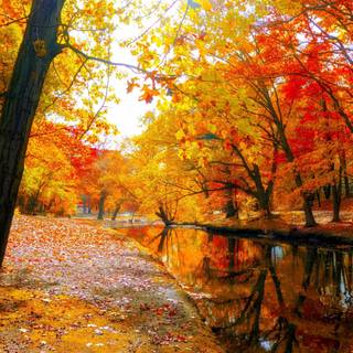 Aesthetic autumn Chromebook wallpaper