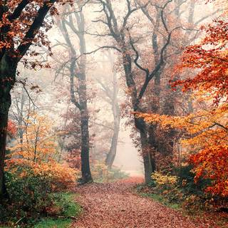 Aesthetic autumn Chromebook wallpaper