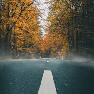 Autumn forest 4k phone wallpaper