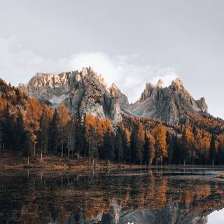 Autumn forest 4k phone wallpaper