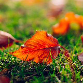 3000x2000 autumn wallpaper