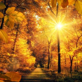 3000x2000 autumn wallpaper