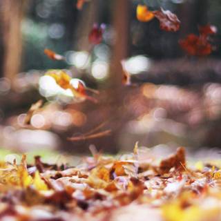 Aesthetic autumn Chromebook wallpaper