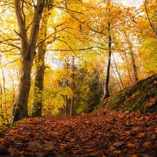 3000x2000 autumn wallpaper