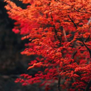 3000x2000 autumn wallpaper