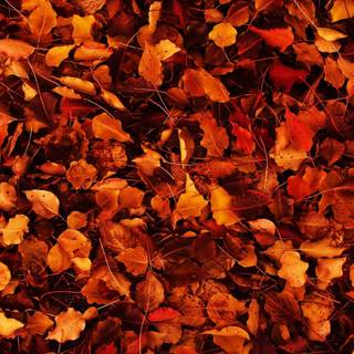 Aesthetic autumn Chromebook wallpaper