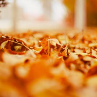 Aesthetic autumn Chromebook wallpaper