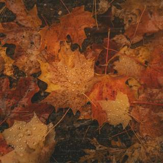 3000x2000 autumn wallpaper