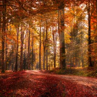 3000x2000 autumn wallpaper