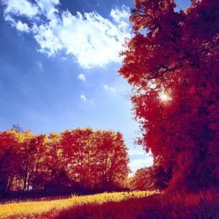 3000x2000 autumn wallpaper